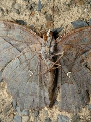 Polygonia interrogationis