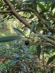Samadera