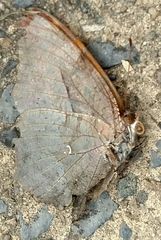 Polygonia interrogationis