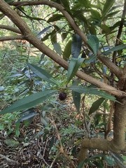 Samadera