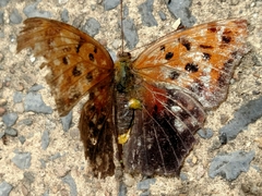 Polygonia interrogationis