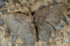 Polygonia interrogationis