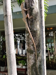 Calotes versicolor