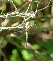 Aeshna verticalis
