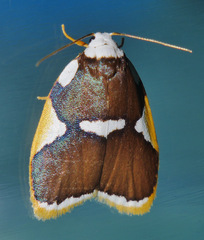 Heterotropa fastosa