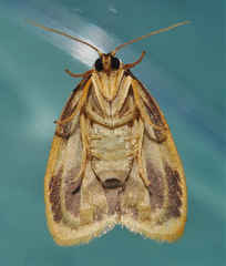 Heterotropa fastosa