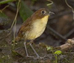 Grallaria flavotincta