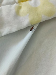 Tropidothorax sinensis