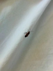 Tropidothorax sinensis