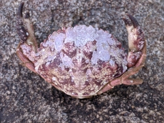 Glebocarcinus amphioetus