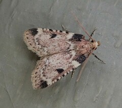 Aglossa costiferalis