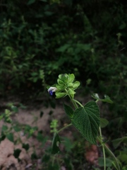 Salvia herbacea