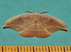 Astatochroa