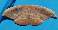 Astatochroa