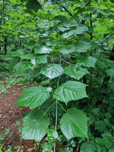 Image of Acer tegmentosum by (c) Dmitry Ivanov, some rights reserved (CC BY)