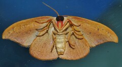 Astatochroa