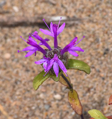 Monardella sinuata nigrescens