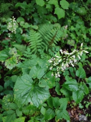 Parasenecio praetermissus