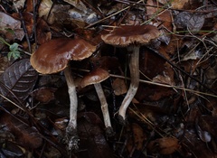 Cortinarius subturibulosus