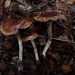 Cortinarius subturibulosus - Photo no rights reserved, uploaded by Sigrid Jakob