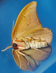 Astatochroa