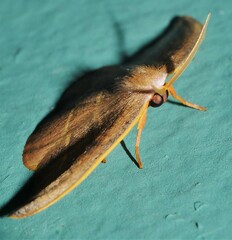 Astatochroa