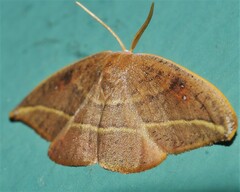Astatochroa