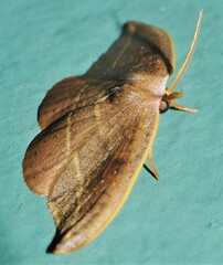 Astatochroa