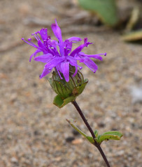 Monardella sinuata nigrescens
