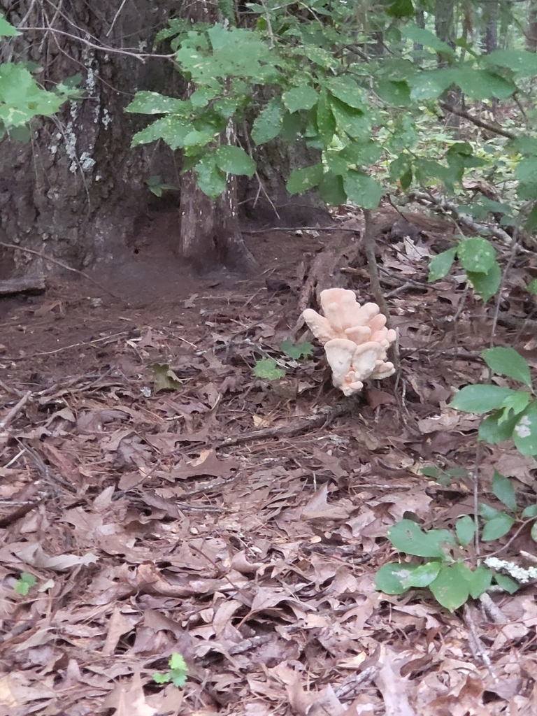 White pored chicken of the woods in august 2022 by caische inaturalist