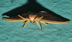 Astatochroa