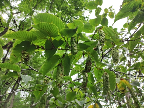 Sawa hornbeam (Carpinus cordata)