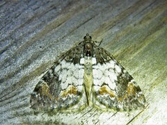 Dysstroma latefasciata