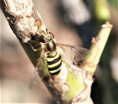 Eupeodes americanus