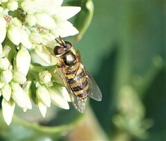 Eupeodes americanus