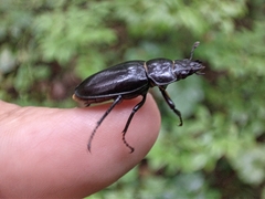 Prismognathus dauricus