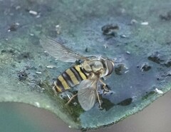 Eupeodes americanus