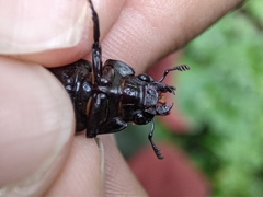 Prismognathus dauricus