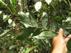 Chamaedorea pinnatifrons