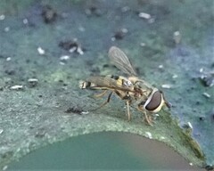 Eupeodes americanus