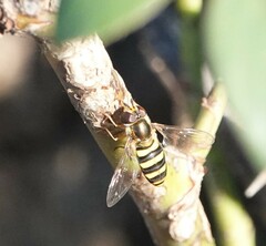 Eupeodes americanus