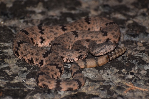 Rock Rattlesnake