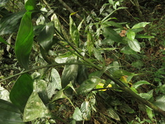 Chamaedorea pinnatifrons