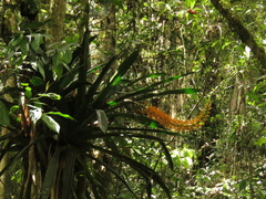 Aechmea latifolia