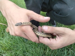 Thamnophis elegans vagrans