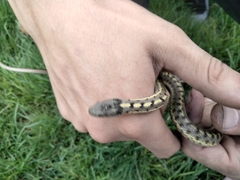 Thamnophis elegans vagrans