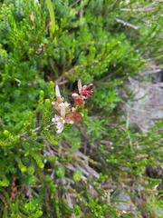 Exobasidium cassiopes