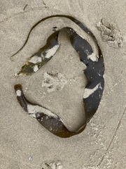 Laminaria setchellii