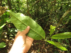 Eschweilera bogotensis