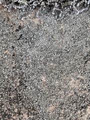 Psoraceae